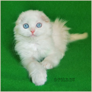 белая голубоглазая кошка