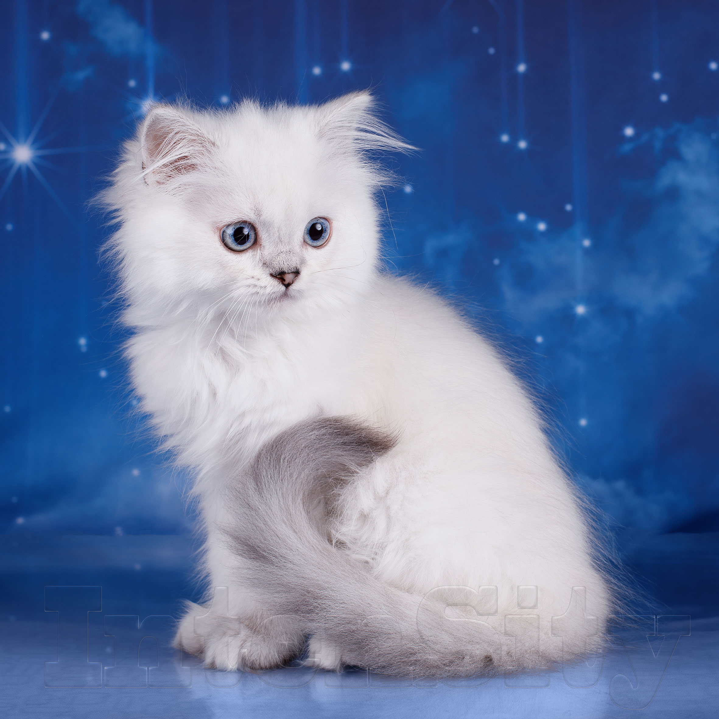 Кошки купить спб недорого. Скоттиш страйт белый кот длинношерстный. Шотландский хайленд страйт белый. Шотландская кошка прямоухая белая длинношерстная. Хайленд страйт белая кошка.
