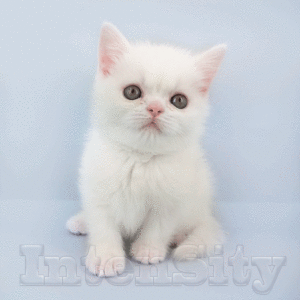 белый котенок спб, белый британский котенок спб, белые котята купить спб