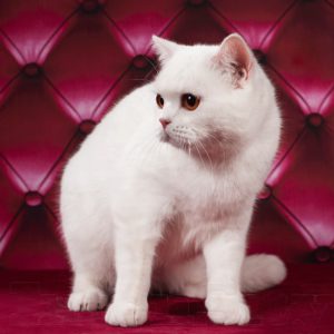 SFS 71 w 62, scottish straight shorthair, белая кошечка, белый котенок, британские котята
