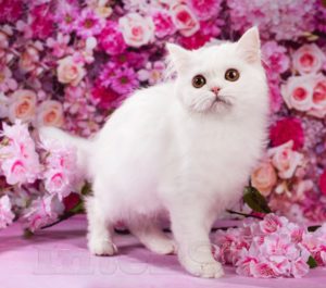 kittens spb, white kitten, white cat, scottish kittens, kittens spb