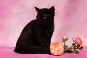 SFS71 n, черная шотландская кошка, черная кошка страйт