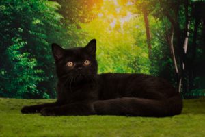 черный шотландский котенок